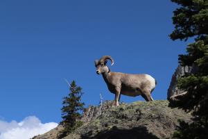 Big Horn Sheep on rock along Highline Trail