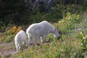 Goats near start of Highline Trail