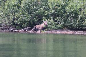 Moose at No Name Lake