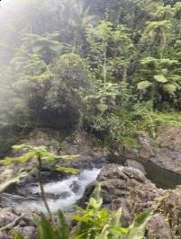 Vegetation and stream inside El Yunque National Forest