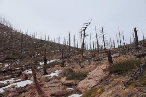 Dead trees near ridge