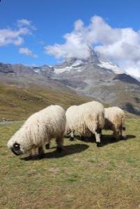 Sheep seen on hike down from top of Gornergrat Bahn