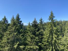 View of trees on first gondola