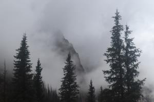 Fog and trees seen from Chicago Basin