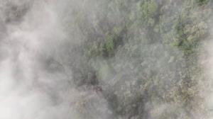 Looking down on trees in fog