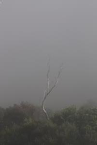 Tree in fog seen hiking up