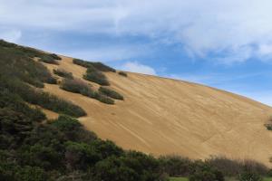 Beginning of sand dunes