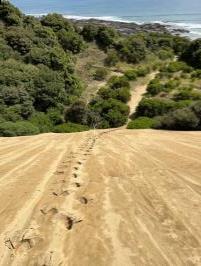 Footsteps hiking up sand dunes
