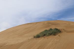 Grass patch on sand dunes