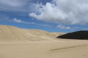 Sand dunes with forest