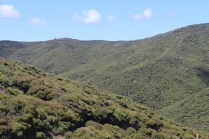 Trees seen on Te Araroa Trail