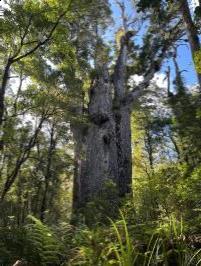 Te Matua Ngahere and Tane Mahuta