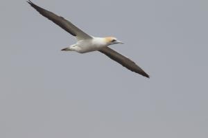 Close up of flying gannet