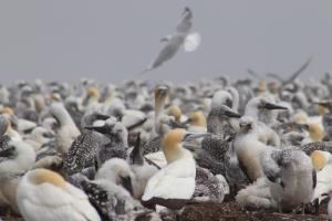 Gannets colony with flying gannet