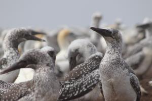 Gannets up close in colony