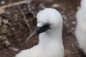 Up close of younger gannet