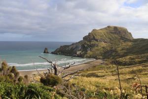 Deliverance Cove with trees