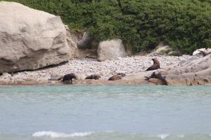 Seals seen at Deliverance Cove