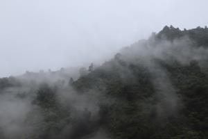 Fog seen on trail