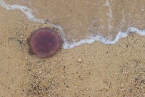 Jellyfish on beach with wave