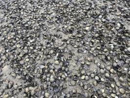 Shells at low tide in Torrent Bay