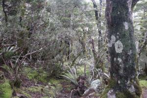 Forest trees seen descending Avalanche Peak