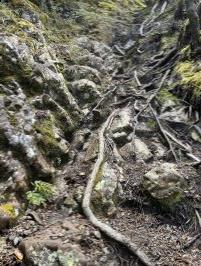 Trail on Avalanche Peak Track