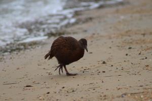 Weka bird walking on beach