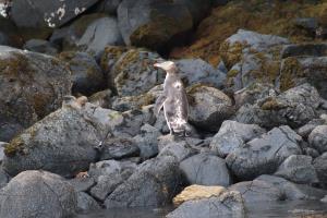 Yellow-eyed penguin on rocks