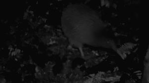 Kiwi seen in dark near North Arm Campground