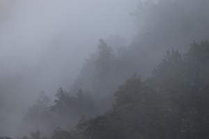 Fog and trees on Milford Track