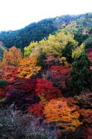 Autumn leaves changing near Arashiyama
