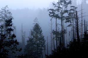 Trees in fog near Sky Camp