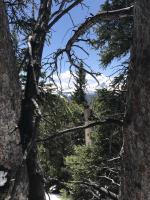 Twisted tree limbs descending Bald Mountain onto Nightmare on Baldy Trail