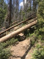 Some of many downed trees on Ptarmigan Peak trail