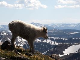 Mountain goat on summit of Buffalo Mountain