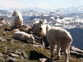 Mountain goats on summit of Buffalo Mountain