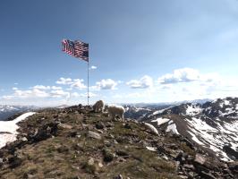 Mountain goats on summit of Buffalo Mountain with stitched American flags