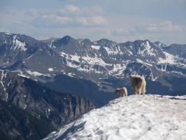 Mountain goats on summit of Buffalo Mountain in snow