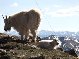 Mountain goats up close on summit of Buffalo Mountain