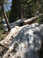 Snow near end of tree-line on Buffalo Mountain Trail