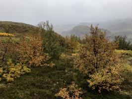 Forest area near Þórsmörk Valley