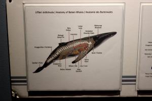 Anatomy of baleen whale at Húsavík Whale Museum