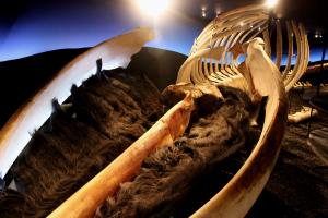 Skeleton of whale at Húsavík Whale Museum