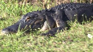Alligator along bike path in Shark Valley to tower
