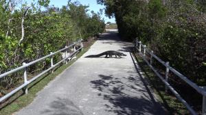 Alligator in middle of path, walking, while leaving Shark Valley Observatory Tower