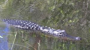 Alligator swimming near bike path in Shark Valley to tower