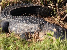 Alligator with eyes closed along bike path in Shark Valley