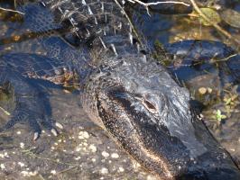 Close up of alligator on walk way to Shark Valley tower