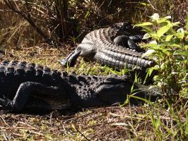 Two alligators at exit of Otter Cave Hammock Trail